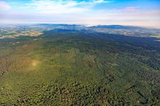 Der Bienwald, größtes zusammenhängendes Waldgebiet in der Rheinebene im Ortsteil Schaidt in Wörth am Rhein im Bundesland Rheinland-Pfalz, Deutschland