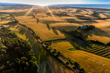 Klintholm Allee an einem Feldrand auf der Ostseeinsel Møn in Borre in Region Själland im Bundesland Sjælland, Dänemark