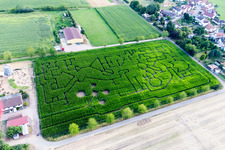 Luftaufnahme von Irrgarten - Labyrinth auf einem Mais-Feld des Seehof in Steinweiler im Bundesland Rheinland-Pfalz, Deutschland