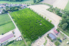 Schrägluftbild von Irrgarten - Labyrinth auf einem Mais-Feld des Seehof in Steinweiler im Bundesland Rheinland-Pfalz, Deutschland