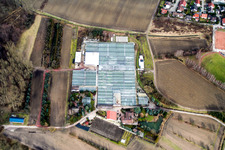 Geraniengärtnerei in Hagenbach im Bundesland Rheinland-Pfalz, Deutschland