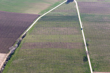 Treibjagd im Wingert in Billigheim-Ingenheim im Bundesland Rheinland-Pfalz, Deutschland