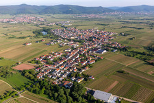 Schrägluftbild von Dorf - Ansicht am Rande von landwirtschaftlichen Feldern und Nutzflächen in Kirrweiler (Pfalz) im Bundesland Rheinland-Pfalz, Deutschland