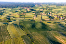 Hügelige Felder- und Grasflächenlandschaft südlich des Bienwalds bei Seebach im Elsaß in Siegen in Grand Est im Bundesland Bas-Rhin, Frankreich