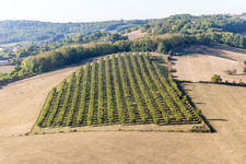 Mirabellenplantage in Vigneulles im Bundesland Meurthe-et-Moselle, Frankreich