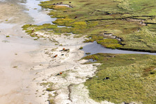 RInder in den Dünen am Sandstrand in Fanø im Bundesland Syddanmark, Dänemark aus der Luft