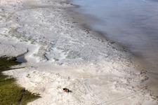 Drohnenaufname von RInder in den Dünen am Sandstrand in Fanø im Bundesland Syddanmark, Dänemark