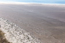 Luftbild von RInder in den Dünen am Sandstrand in Fanø im Bundesland Syddanmark, Dänemark