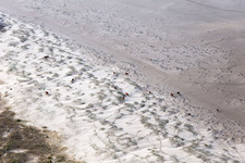 Luftaufnahme von RInder in den Dünen am Sandstrand in Fanø im Bundesland Syddanmark, Dänemark