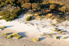 Rinder in den Dünen in Fanø im Bundesland Syddanmark, Dänemark