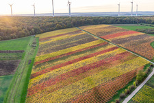 Luftbild von Weinberge am Mainufer im Ortsteil Obereisenheim in Eisenheim im Bundesland Bayern, Deutschland