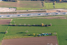 Unbekannte Plantage an der B36 in Ötigheim im Bundesland Baden-Württemberg, Deutschland