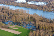 Hochwasser in den Rheinauen in Neupotz im Bundesland Rheinland-Pfalz, Deutschland