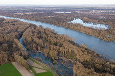 Hochwasser in den Rheinauen (Altrhein Klamm) in Neupotz im Bundesland Rheinland-Pfalz, Deutschland