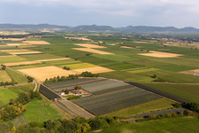 Luftbild von Lindenhof Gensheimer in Steinweiler im Bundesland Rheinland-Pfalz, Deutschland