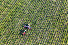 Luftbild von Gemüseernte in Kandel im Bundesland Rheinland-Pfalz, Deutschland