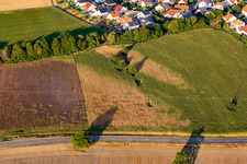 Trockenschäden im Maisfeld in Leimersheim im Bundesland Rheinland-Pfalz, Deutschland