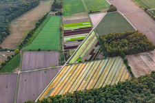 Bunter Salat in Lustadt im Bundesland Rheinland-Pfalz, Deutschland