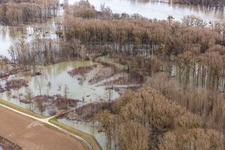 Überflutete Rheinauen in Neupotz im Bundesland Rheinland-Pfalz, Deutschland