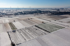 Luftbild von Mit Schnee bedeckte Felder und Obstplantage im Winter im Ortsteil Mühlhofen in Billigheim-Ingenheim im Bundesland Rheinland-Pfalz, Deutschland