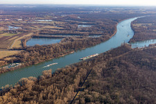 Auwald am Rohrhofer See im Ortsteil Rheinau in Mannheim im Bundesland Baden-Württemberg, Deutschland