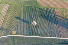 Frühjahrs- Austrieb frischer grüner Blätter in einem Baum in einem Weingberg in Göcklingen im Bundesland Rheinland-Pfalz, Deutschland