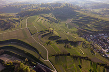 Weinberge im Ortsteil Hecklingen in Kenzingen im Bundesland Baden-Württemberg, Deutschland
