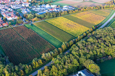Weinreben in Herbstfarben in Bad Bergzabern im Bundesland Rheinland-Pfalz, Deutschland