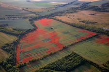 Schrägluftbild von Klatschmohn auf Kornfeldern im Ortsteil Gernrode in Quedlinburg im Bundesland Sachsen-Anhalt, Deutschland