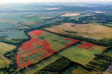 Klatschmohn auf Kornfeldern im Ortsteil Gernrode in Quedlinburg im Bundesland Sachsen-Anhalt, Deutschland von oben