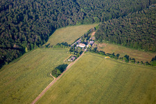 Ludwigstrauch im Ortsteil Grillenberg in Sangerhausen im Bundesland Sachsen-Anhalt, Deutschland