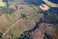 Reste des Borkenkäferwalds und Aufforstungen im Ortsteil Schielo in Harzgerode im Bundesland Sachsen-Anhalt, Deutschland