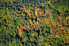 Herbstlicher Wald in Waldhambach im Bundesland Rheinland-Pfalz, Deutschland