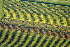 Herbstliches Reblaub in Eschbach im Bundesland Rheinland-Pfalz, Deutschland