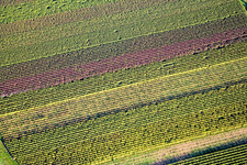 Herbstliches Reblaub in Göcklingen im Bundesland Rheinland-Pfalz, Deutschland