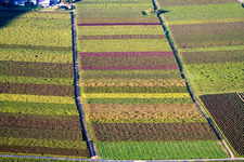 Luftbild von Herbstliches Reblaub in Eschbach im Bundesland Rheinland-Pfalz, Deutschland