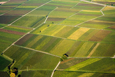 Luftbild von Herbstliches Reblaub in Göcklingen im Bundesland Rheinland-Pfalz, Deutschland