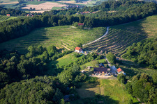 Weinberge in Ormož, Slowenien