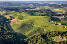 Weinberge am Knezov ribnik in Ptuj, Slowenien