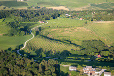 Weinberge am Klopca ljubezni Mestni vrh nad Ptujem, Slowenien