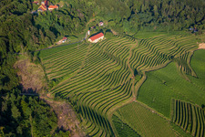 Schrägluftbild von Kirche Župnijska cerkev sv. Marije Vnebovzete und Café Huda Liza über den Weinbergen des Vurberg in Duplek, Slowenien