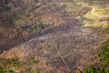 Nach dem Waldbrand in Miren-Kostanjevica, Slowenien