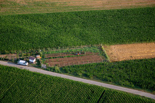 Gemüsegarten in Nova Gorica, Slowenien
