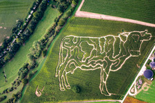 Luftbild von Maislabyrinth des Milchhof Lämmle-Hofmann im Ortsteil Flehingen in Oberderdingen im Bundesland Baden-Württemberg, Deutschland