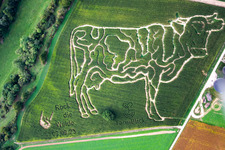Luftaufnahme von Maislabyrinth des Milchhof Lämmle-Hofmann im Ortsteil Flehingen in Oberderdingen im Bundesland Baden-Württemberg, Deutschland