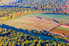 Kuhweide mit Baum am Waldrand im Herbst in Reichshoffen im Bundesland Bas-Rhin, Frankreich