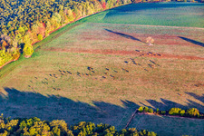 Luftbild von Kuhweide mit Baum am Waldrand im Herbst in Reichshoffen im Bundesland Bas-Rhin, Frankreich