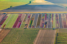 Bunte Beete der Blumenzucht  von Ferme Brandt Arbogast Morsbronn in Durrenbach im Bundesland Bas-Rhin, Frankreich