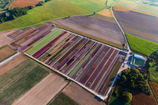 Schrägluftbild von Bunte Beete der Blumenzucht  von Ferme Brandt Arbogast Morsbronn in Durrenbach im Bundesland Bas-Rhin, Frankreich