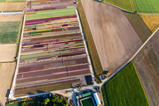 Bunte Beete der Blumenzucht  von Ferme Brandt Arbogast Morsbronn in Durrenbach im Bundesland Bas-Rhin, Frankreich von oben
